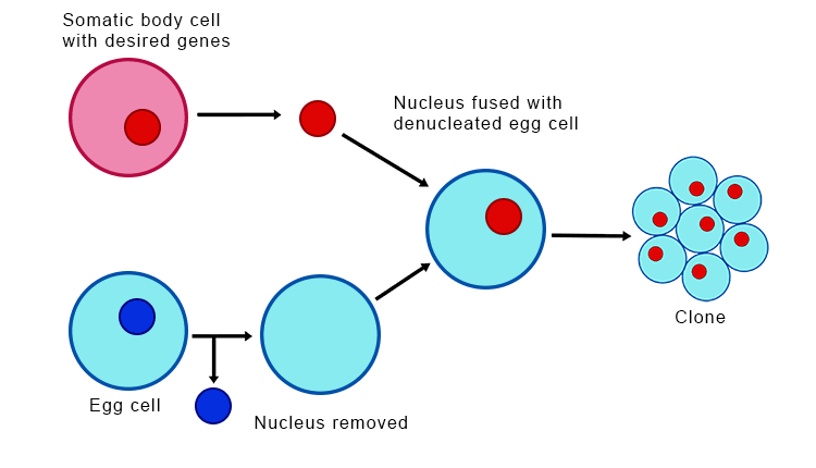 the process of creating a genetically identical copy of a cell or organism